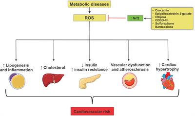 Nrf2 as a Potential Mediator of Cardiovascular Risk in Metabolic Diseases